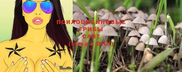 прущие грибы Алексин