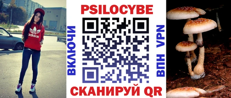 что такое   Ветлуга  Псилоцибиновые грибы Cubensis 